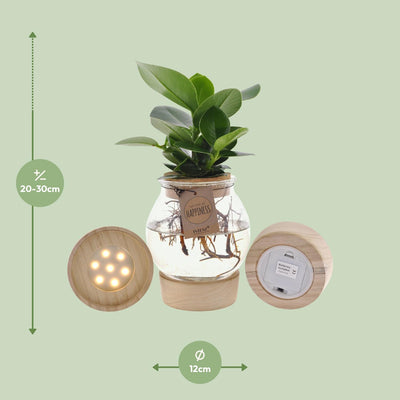 Hydroponik-Pflanzen-Mischung im Glas mit LED – Ø12cm H30cm