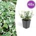 48x Euonymus 'Emerald Gaiety' - Silver-variegated groundcover, 10-25cm Bild 1