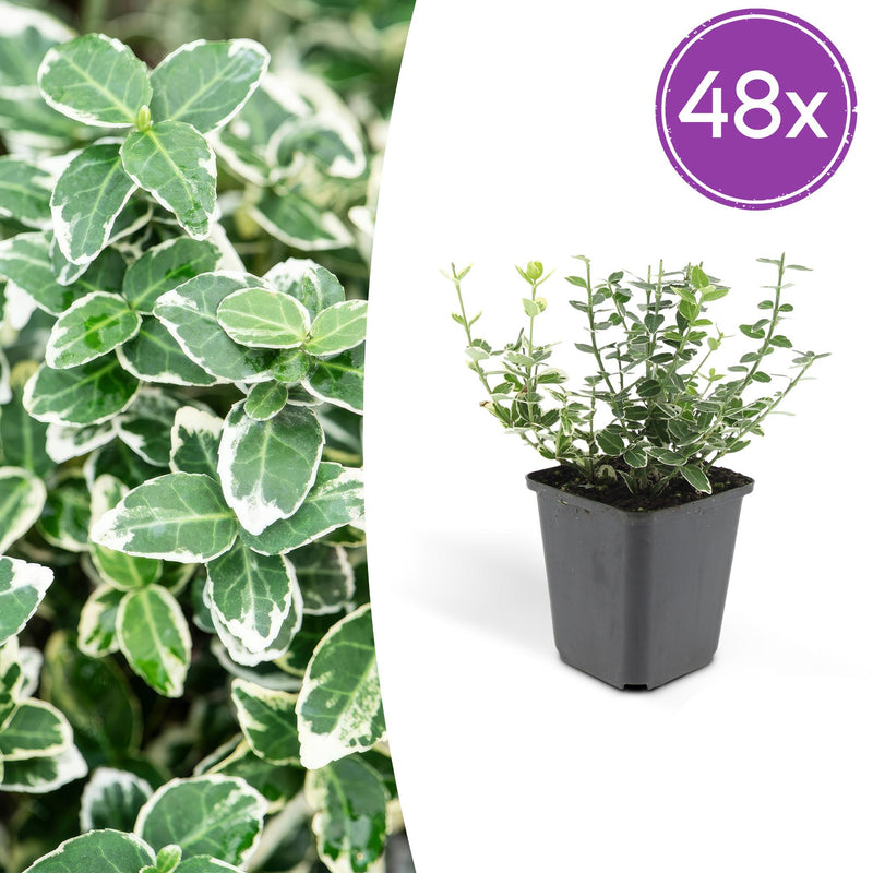 48x Euonymus 'Emerald Gaiety' - Silver-variegated groundcover, 10-25cm