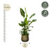 Strelitzia Nicolai de luxe XXL - 250cm - ø40 Bild 2