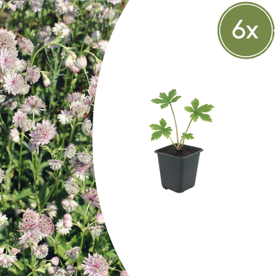 6x Astrantia major, Sternblume, 10-25cm, Ø9cm