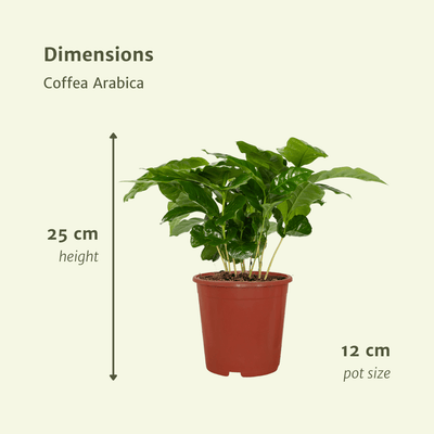 Kaffeepflanze Coffea Arabica, 2 Stück, Ø12cm, H25cm
