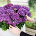 Hydrangea Forever & Ever Lila, Balkon-/Gartenhortensie, 7-12 Blumen Bild 5