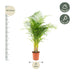 Areca-Palme (Dypsis Lutescens) Ø21cm | Höhe 130cm Bild 3
