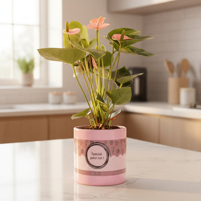 Anthurium Pink (Spirit) Geschenkverpackung, Ø 12 cm, 45 cm