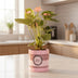 Anthurium Pink (Spirit) Geschenkverpackung, Ø 12 cm, 45 cm Bild 2