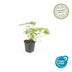 6x Geranium 'Tiny Monster' - 10-25cm Topf Ø9cm Bild 2