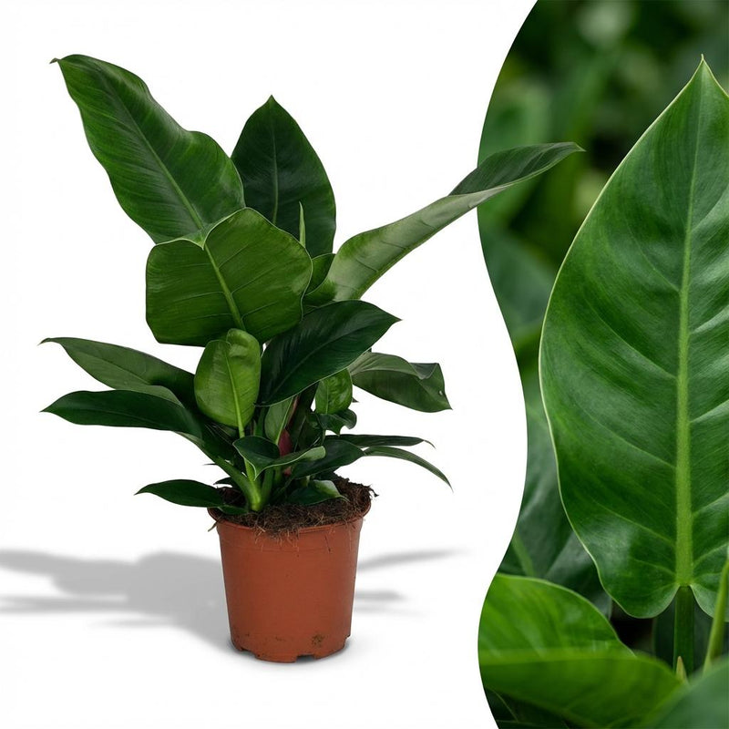 Philodendron Imperial Green Zimmerpflanze – 65cm, Topf 19cm