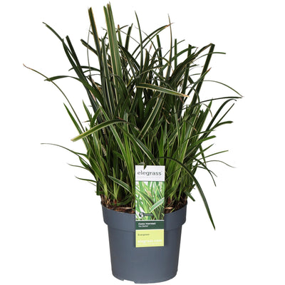 Carex Morrowii Ice Dance - Ziergras für drinnen & draußen