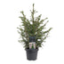 Picea omorika - Serbische Fichte - Grün - Weihnachtsbaum - Ø23cm - ↕70cm Bild 2