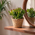 4x Crassula Ovata - Geldbaum - Grün - Sukkulente/Kaktus - incl. mand - Ø12cm Bild 3