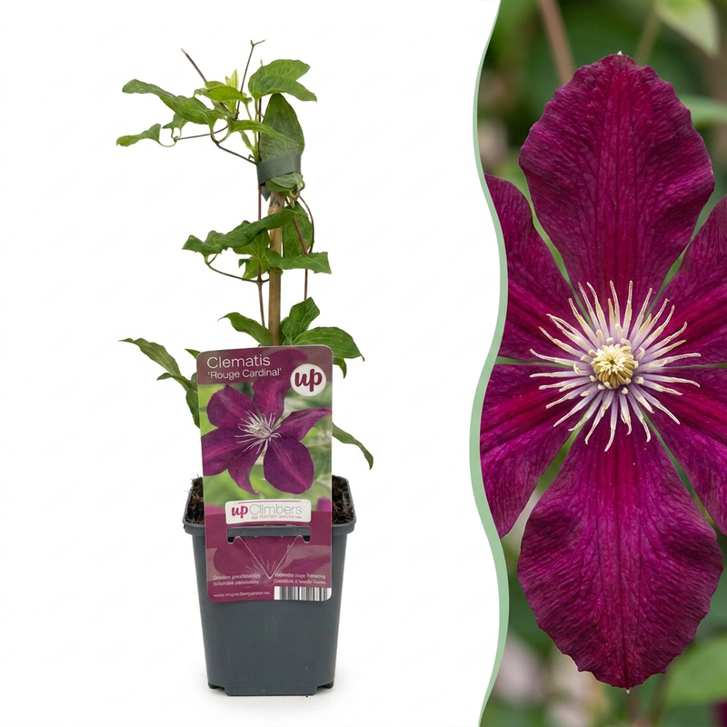 6x Clematis Rouge Cardinal - Waldrebe Rouge Cardinal - Rot - Kletterpflanze - Ø9cm - ↕35cm
