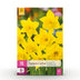 GreenboutiQ - Blumenzwiebeln - Narcis Carlton - Bulbs Hardy Perennial - Farbe Gelb - 15 Stück - Knollengröße 12/14 - XXL Pack Bild 1