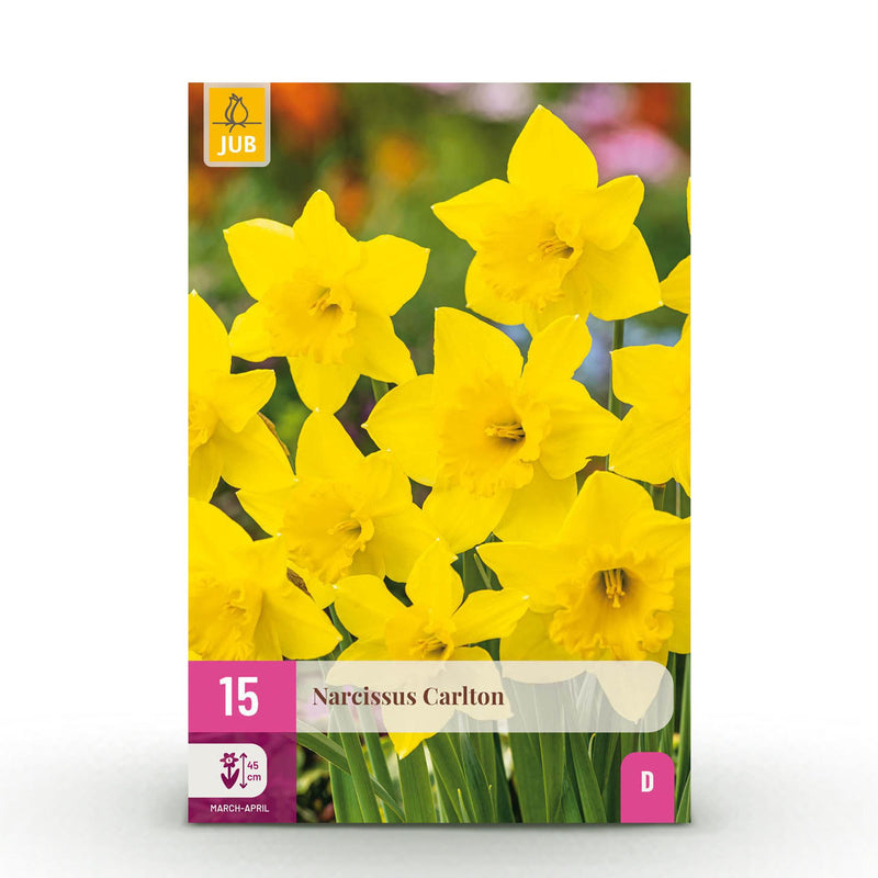 GreenboutiQ - Blumenzwiebeln - Narcis Carlton - Bulbs Hardy Perennial - Farbe Gelb - 15 Stück - Knollengröße 12/14 - XXL Pack