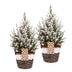 2x Picea glauca Conica - Zuckerhutfichte - Grün - Weiß - Weihnachtsbaum - inkl. Korb - Ø17cm - ↕65cm Bild 2
