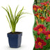 Green boutiQ - Perennial - Hemerocallis Autumn Red - Daylily - Bee and Butterfly Attractors - Red - 6 Plants - Pot 11cm - Height 15-25cm Bild 11