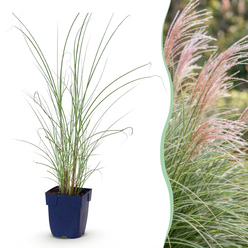 Green boutiQ - Gräser - Miscanthus sin. Morning Light - Pampasgras - Mit Feder - Silber - 12 Pflanzen - Topf 11cm - Höhe 15-25cm