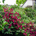 Clematis Hagley Hybrid 'Rouge Cardinal' Ø15cm, ↕65cm Bild 4