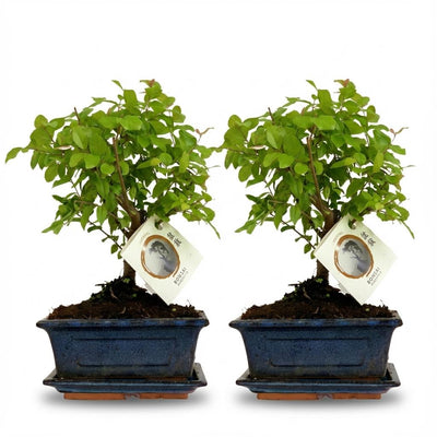 Bonsai Kugelform Baum - 2 Stück - 25-30 cm, Keramik-Mix