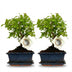 Bonsai Kugelform Baum - 2 Stück - 25-30 cm, Keramik-Mix Bild 1