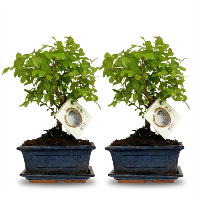 Bonsai Kugelform Baum - 2 Stück - 25-30 cm, Keramik-Mix