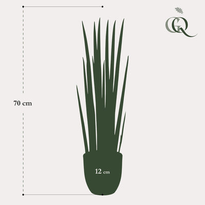 Sansevieria Cylindrica Kunstpflanze - Frauenzunge, 70 cm