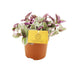 Tradescantia Sweetness 10,5cm - Ø10,5cm - ↕10cm Bild 2