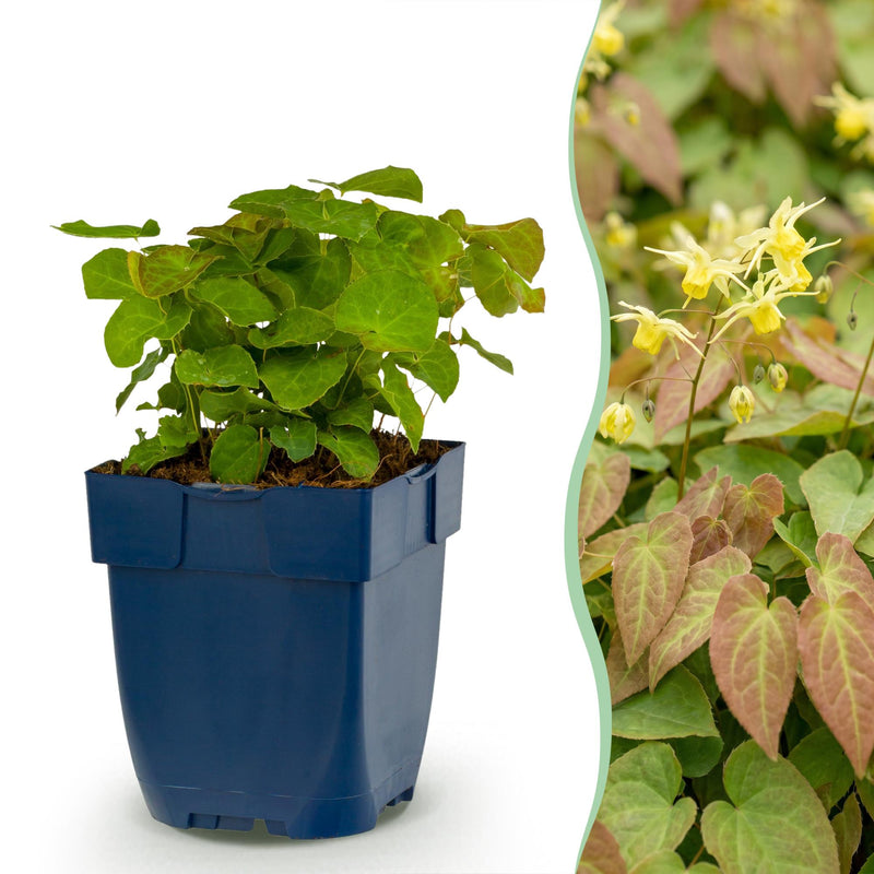 Epimedium perralch. Frohnleiten Staude im 11cm Topf, 15-25cm