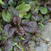 60x Ajuga reptans 'Catlin's Giant' Bodendecker - 10-25cm Bild 5