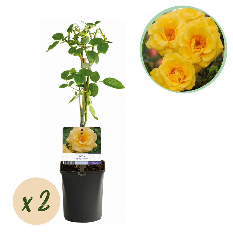 GreenboutiQ Kletterrose 'Spring Queen' - 2 Pflanzen, Gelb, Pflegeleicht