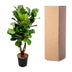 Ficus Lyrata XL Geigenfeige 200cm mit Ø32cm Topf Bild 5