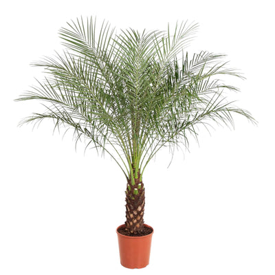 Phoenix Roebelenii Palme, 150 cm, Ø27 - Exotischer Hingucker