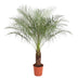 Phoenix Roebelenii Palme, 150 cm, Ø27 - Exotischer Hingucker Bild 1