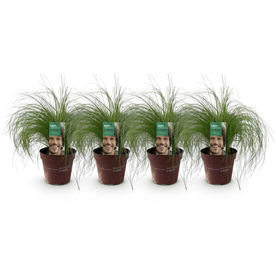 GreenboutiQ Ziergras Stipa tenuifolia Pony Tails, 4 Pflanzen, Topf 17cm
