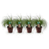 GreenboutiQ Ziergras Stipa tenuifolia Pony Tails, 4 Pflanzen, Topf 17cm Bild 2