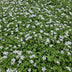 60x Isotoma fluviatilis 'Alba' Bodendecker - 10-25cm Bild 6