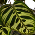 Calathea Makoyana Pfauenpflanze Ø17cm, 40-50cm hoch Bild 5