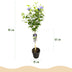 Hibiskus Blue Chiffon® Stamm 90cm, pflegeleicht, für Balkon Bild 3