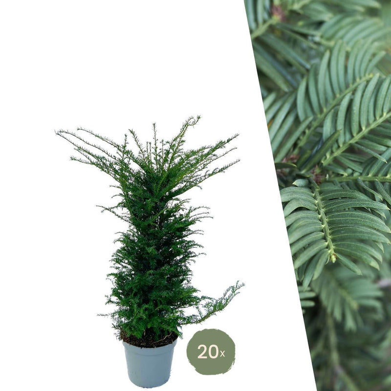 Dracaena surculosa