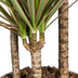 Dracaena Marginata Bicolor Ø21cm - ↕110 - 130cm Bild 5