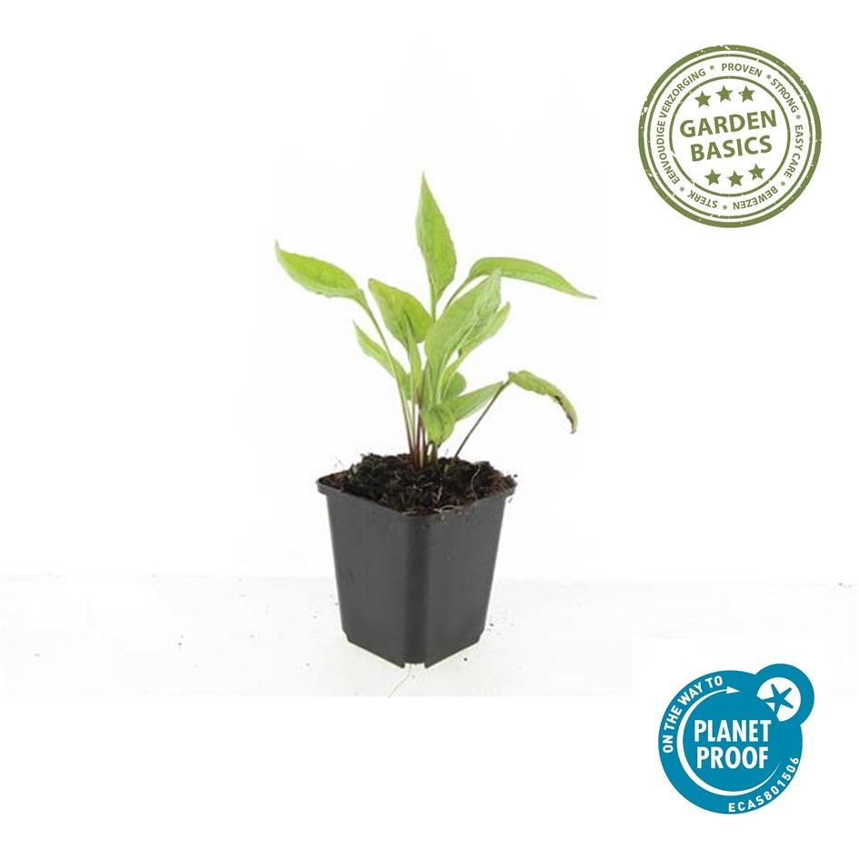 Echinacea 'White Swan' - 12x Weiße Sonnenhut, 10-25cm hoch