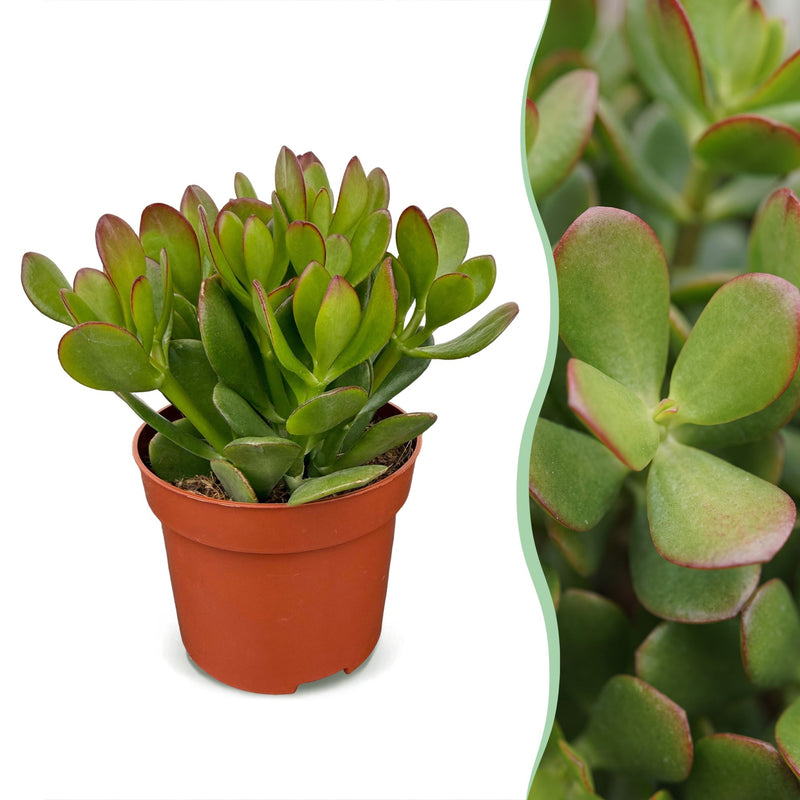 4x Crassula Ovata - Geldbaum - Grün - Sukkulente/Kaktus - Ø12cm - ↕16cm
