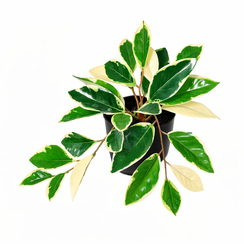 Künstliche Hoya Variegata - 25cm