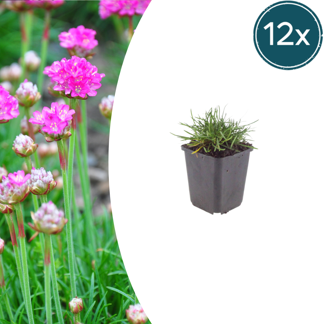 12x Armeria maritima 'Splendens' - 10-25cm - Ø9cm Topf