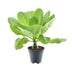 Brighamia Insignis 'Hawaii Palm' P12 - Sukkulente mit Duftblüten Bild 1