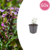 60x Wall Germander (Teucrium lucidrys), 10-25cm, Ø9cm Bild 1