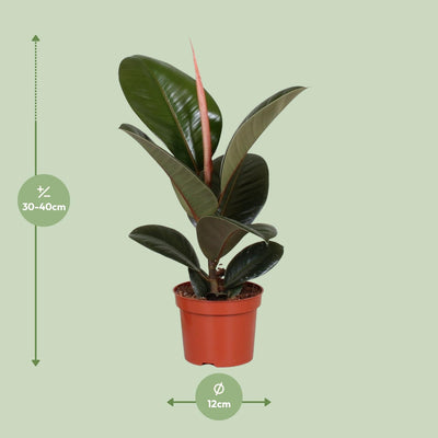 Ficus Elastica Robusta Gummibaum | 12cm Topf | 35cm Höhe
