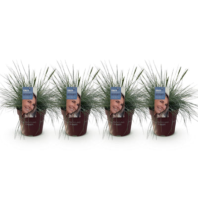 GreenboutiQ Ziergras Festuca glauca Intense Blue, 4 Pflanzen
