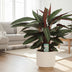 Calathea Stripestar (Ø17cm, ↕65cm) - Elegant Houseplant with Striped Pattern Bild 3