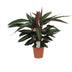 Calathea Stripestar (Ø17cm, ↕65cm) - Elegant Houseplant with Striped Pattern Bild 1